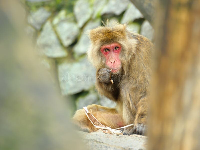 Macacos engraçados imagem de stock. Imagem de quente - 69068295