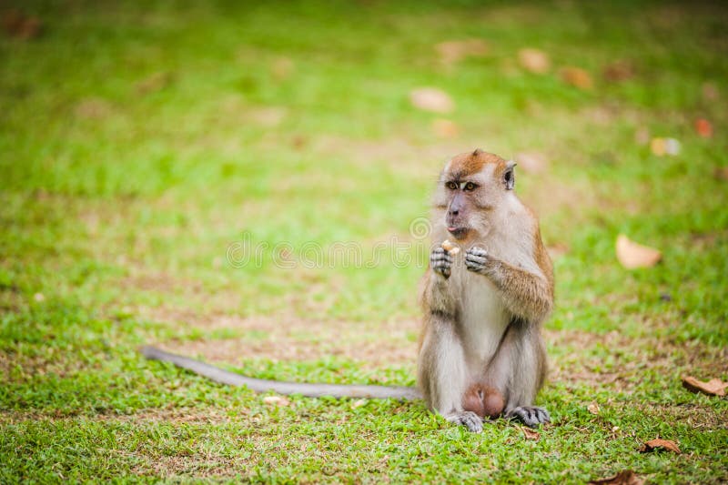 O macaco come o amendoim fotos de stock O macaco come o amendoim fotos de stock