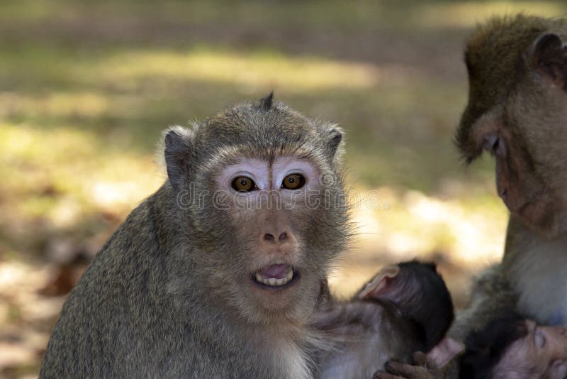 O macaco de Macaque da cauda longa abraça seu bebê, sentando-se e olhando nos com olhos e a boca larga abra foto de stock royalty free O macaco de Macaque da cauda longa abraça seu bebê, sentando-se e olhando nos com olhos e a boca larga abra foto de stock royalty free