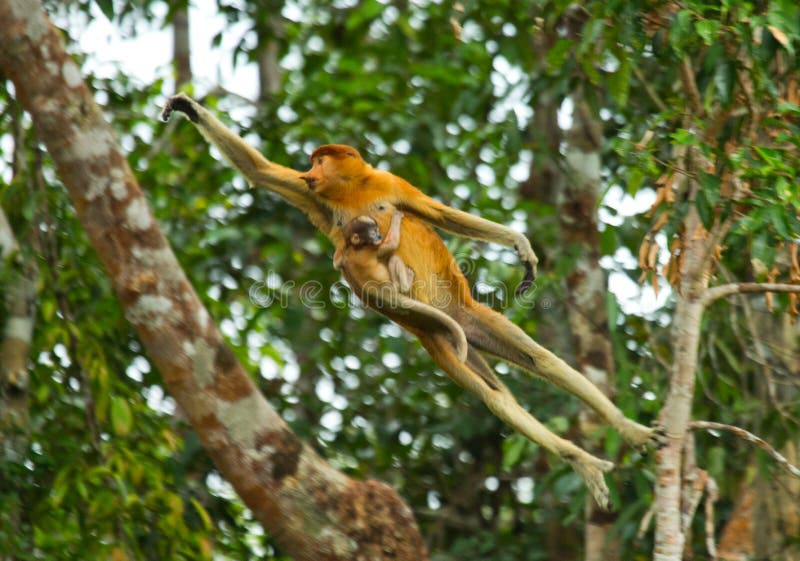 O macaco de probóscide fêmea com um bebê do salto da árvore à árvore na selva indonésia A ilha de Bornéu Kalimantan fotografia de stock O macaco de probóscide fêmea com um bebê do salto da árvore à árvore na selva indonésia A ilha de Bornéu Kalimantan fotografia de stock
