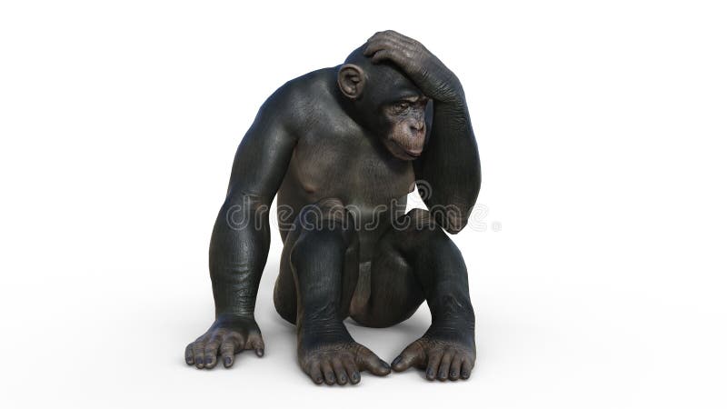 Macaco Chimpanzé Como Grande Espécie Macaca Nativa Da áfrica Tropical  Ilustração Vetorial Ilustração do Vetor - Ilustração de espécie, chimpanzé:  220428745