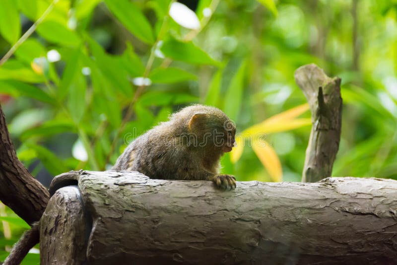 My Pets - Esse é o Sagui Pigmeu, o menor macaco do mundo!! 🐒💙