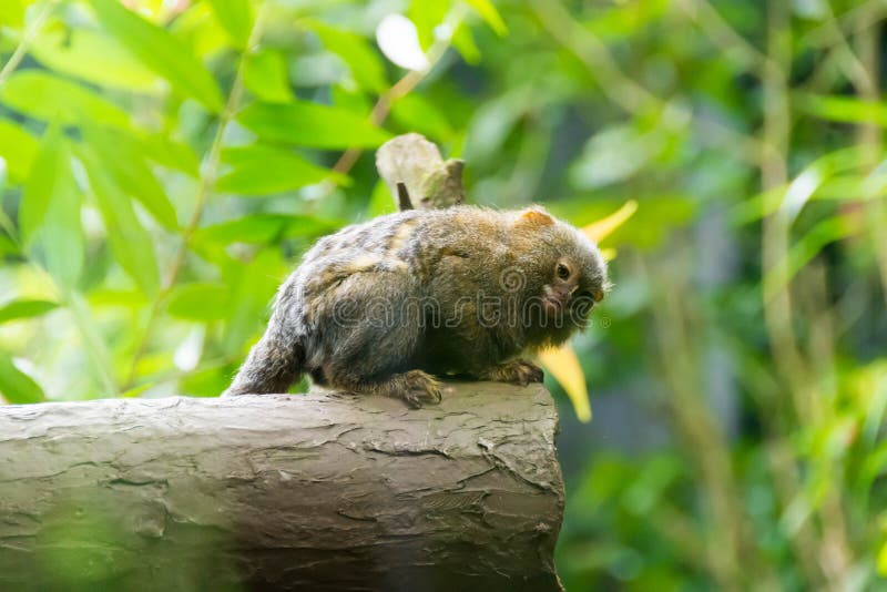 🐒 🌳 Sagui-Leãozinho ( pigmeu ) - O menor macaco do mundo da Amazônia o  sagui pigmeu 