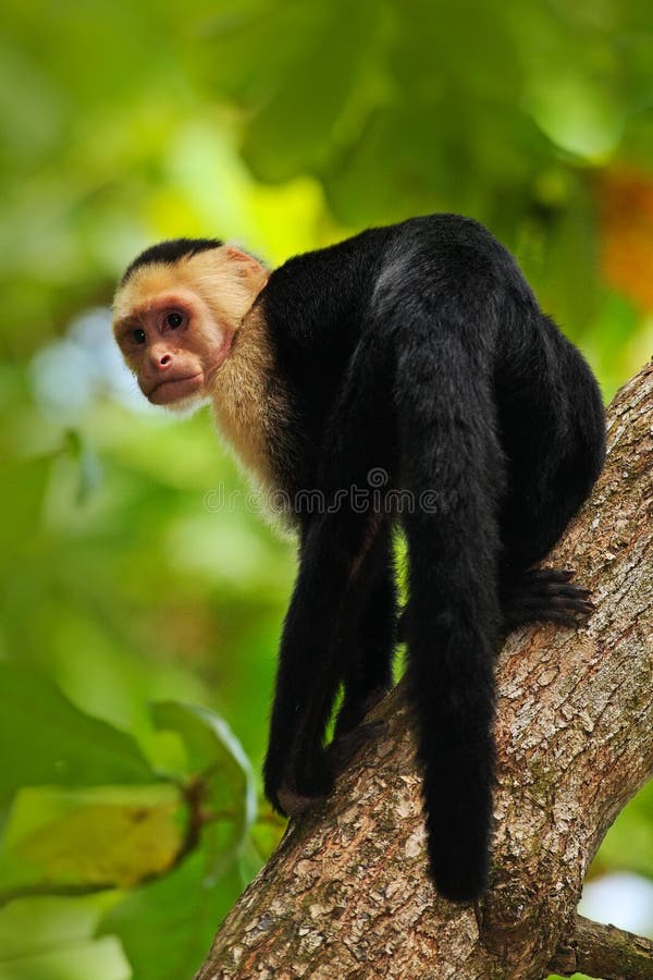 O macaco preto Branco-dirigiu o Capuchin que senta-se no ramo de árvore no Capuchin Branco-dirigido da floresta macaco tropico es imagem de stock O macaco preto Branco-dirigiu o Capuchin que senta-se no ramo de árvore no Capuchin Branco-dirigido da floresta macaco tropico es imagem de stock