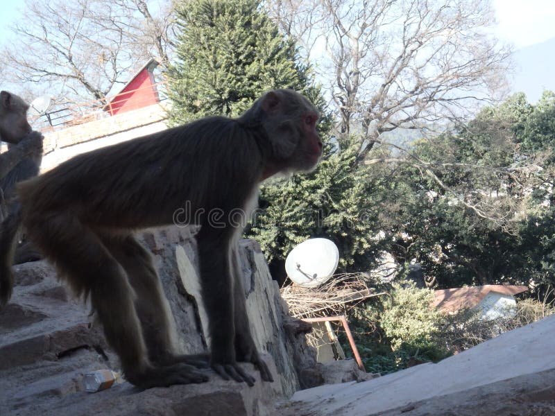 Lindo Macaco Fofo Gerado Por IA Foto Royalty Free, Gravuras, Imagens e  Banco de fotografias. Image 212089653