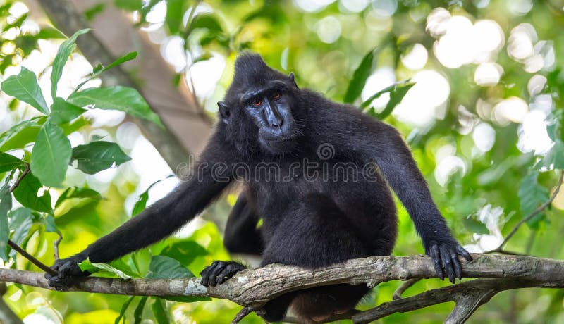 51 fotos de stock e banco de imagens de Macaco Preto Das Celebes