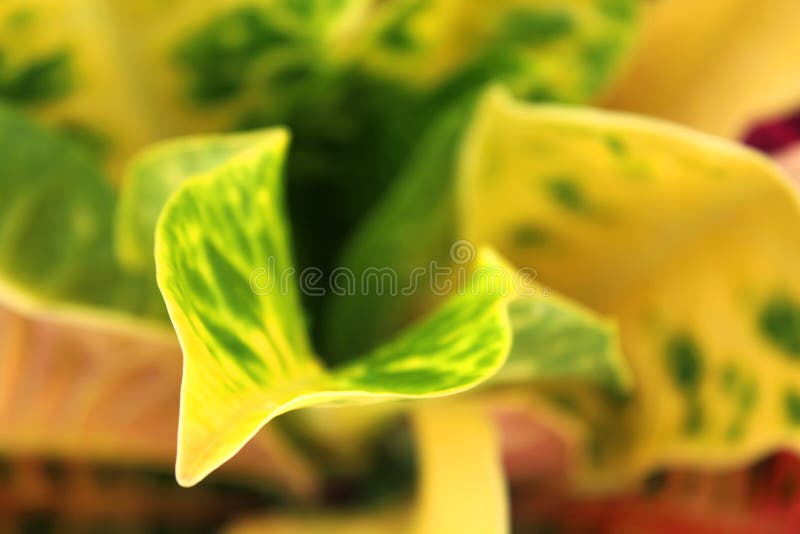 O macrofotografie a unui croton colorat lasă. royalty free stock image