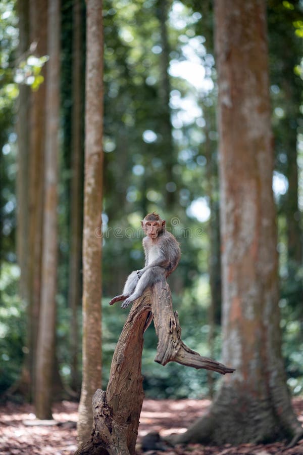 O maimuță macaque adultă stă pe trunchiul unui copac, picioarele atârnă și se uită la cameră. bali de pădure. maimuțe bali de pădure indoneziană.
