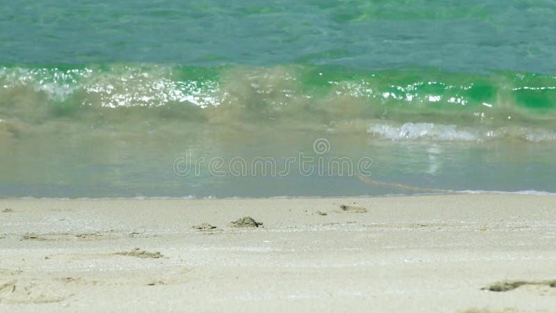 O mar acena no Sandy Beach Movimento lento Ondas do mar da água transparente no fim da praia do paraíso acima