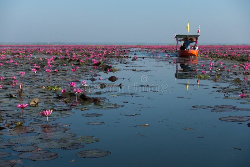 O Mar De Lótus Vermelhos No Parque Nacional De Nong Han Lake, Udon