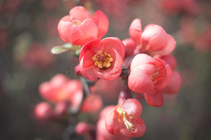 O marmelo de Maule - japonica do Chaenomeles foto de stock royalty free O marmelo de Maule - japonica do Chaenomeles foto de stock royalty free
