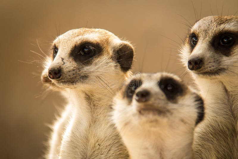 A suricata imagem de stock