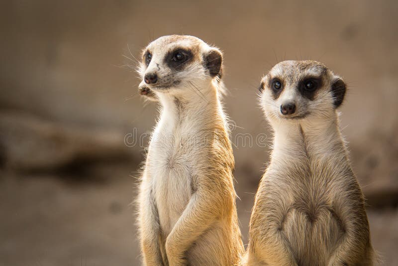 A suricata foto de stock royalty free