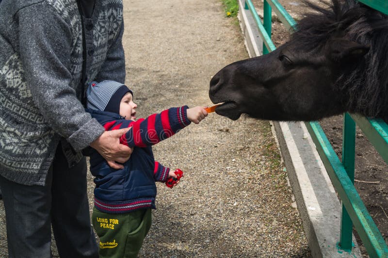 o menino do hild e sua avó dão o alimento para o cavalo pequeno e novo de Przewalski fotos de stock o menino do hild e sua avó dão o alimento para o cavalo pequeno e novo de Przewalski fotos de stock