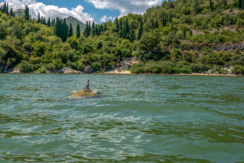 O mergulhão preto empoleirou-se em uma pedra em um lago em um parque da paisagem, Montenegro fotografia de stock royalty free O mergulhão preto empoleirou-se em uma pedra em um lago em um parque da paisagem, Montenegro fotografia de stock royalty free