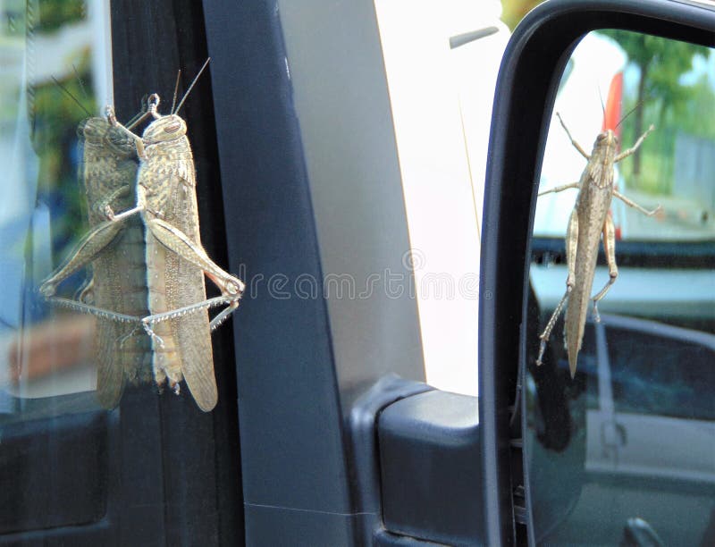 O migratoria do Locusta, locustídeo migratórios que sentam-se na janela de carro e refletiu no espelho foto de stock O migratoria do Locusta, locustídeo migratórios que sentam-se na janela de carro e refletiu no espelho foto de stock