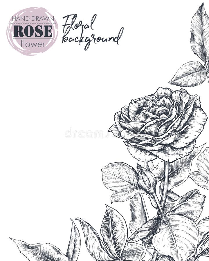 O molde do vetor para o cartão ou o convite com a mão tirada aumentaram flores ilustração stock O molde do vetor para o cartão ou o convite com a mão tirada aumentaram flores ilustração stock