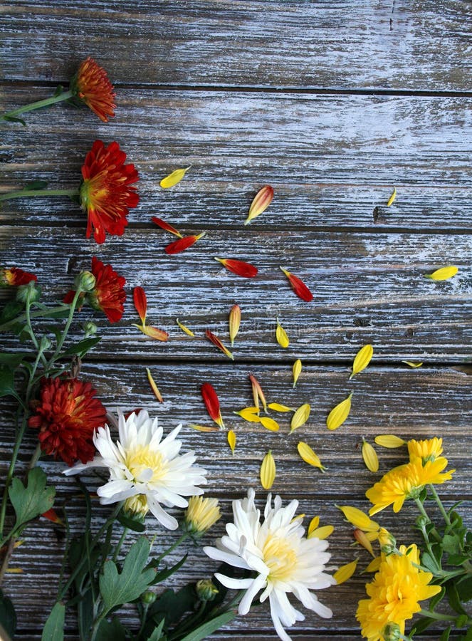 O Mum floresce nas cores do amarelo alaranjado e do branco foto de stock O Mum floresce nas cores do amarelo alaranjado e do branco foto de stock