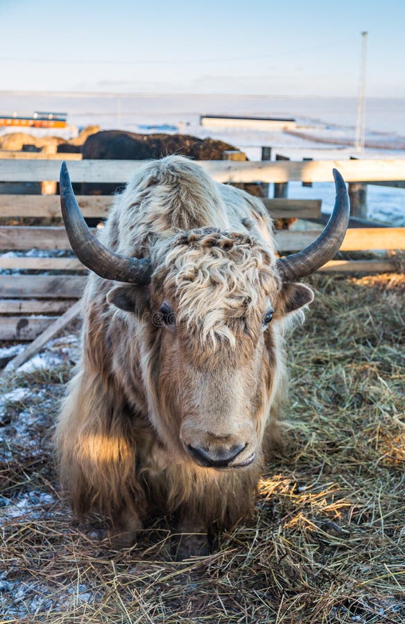 O mutus selvagem do Bos dos iaques do altai, Altai, Rússia foto de stock O mutus selvagem do Bos dos iaques do altai, Altai, Rússia foto de stock