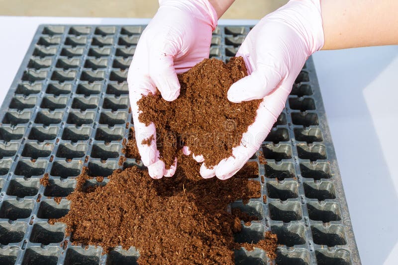 O mână de teren fertil în mâinile agricultorului. semințe de însămânțare. răsaduri în creștere stock photos