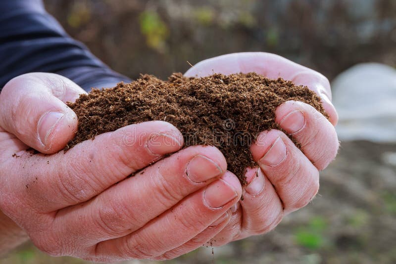 O mână de teren fertil în mâinile agricultorului. semințe de însămânțare. răsaduri în creștere royalty free stock image
