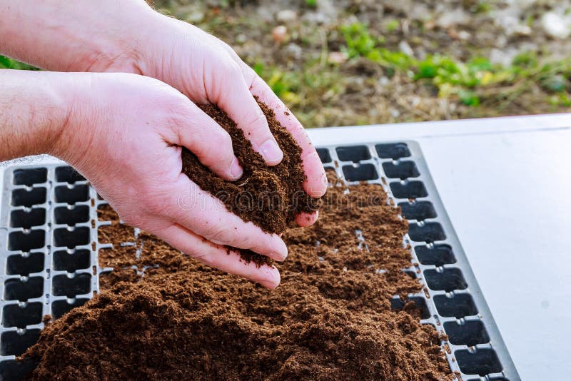 O mână de teren fertil în mâinile agricultorului. semințe de însămânțare. răsaduri în creștere stock image