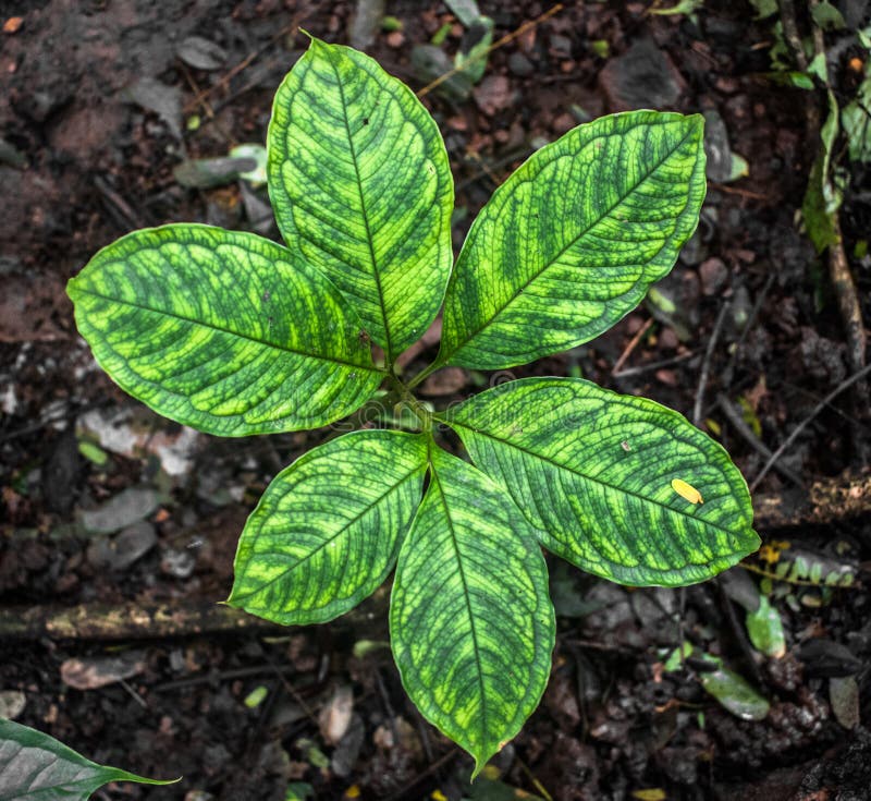 O nome científico é Arisaema Tortuosum da variedade do neglectum Erva ou planta comum do jardim na fase vegetativo com teste padr fotos de stock O nome científico é Arisaema Tortuosum da variedade do neglectum Erva ou planta comum do jardim na fase vegetativo com teste padr fotos de stock