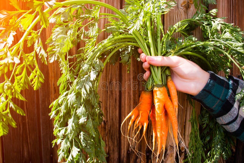 O nouă cultură de morcovi în mâinile unui fermier pe fond de lemn stock image