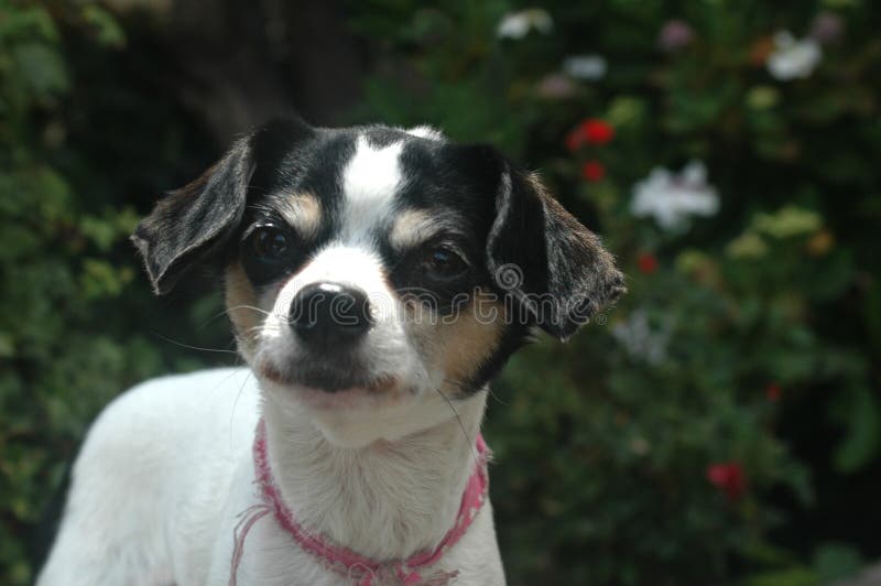 O olhar fêmea de cabelo liso curto branco e preto da chihuahua saiu fotografia de stock O olhar fêmea de cabelo liso curto branco e preto da chihuahua saiu fotografia de stock