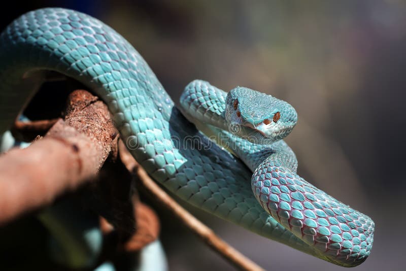 Cobra-víbora Azul-tóxica Insularis Imagem de Stock - Imagem de verde,  preto: 177081349