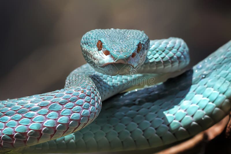 Serpente Azul-insularis Víbora Venenosa Imagem de Stock - Imagem