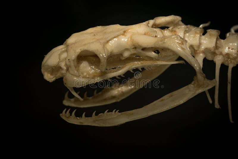 O osso de uma serpente fotografia de stock