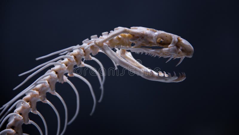 O osso de uma cobra foto de stock