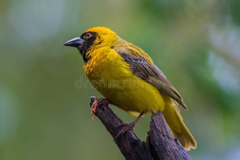 Featured image of post Pássaro Amarelo Com Preto - Oferecemos as coleções mais recentes de casual amarelo vestidos para mulheres para.