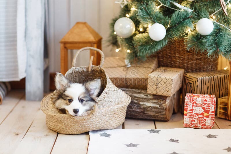 O Pãozinho Está Numa Cesta Debaixo Da árvore De Natal Imagem de Stock - Imagem de amigo, assoalho: 169156025 O Pãozinho Está Numa Cesta Debaixo Da árvore De Natal Imagem de Stock - Imagem de amigo, assoalho: 169156025