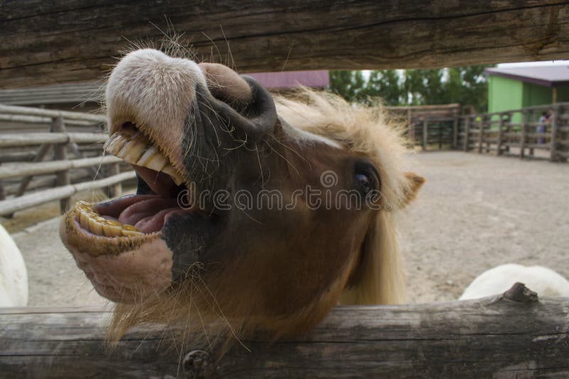 Cavalo sorridente fotos, imagens de © plasid #14801001