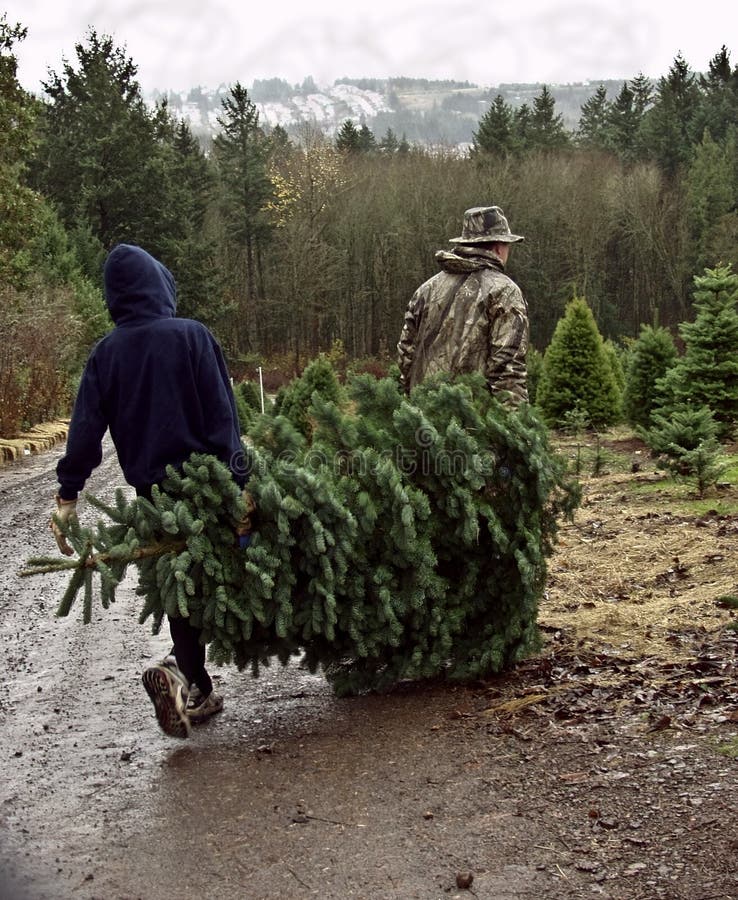 O pai e o filho carreg a árvore de Natal fresca do corte