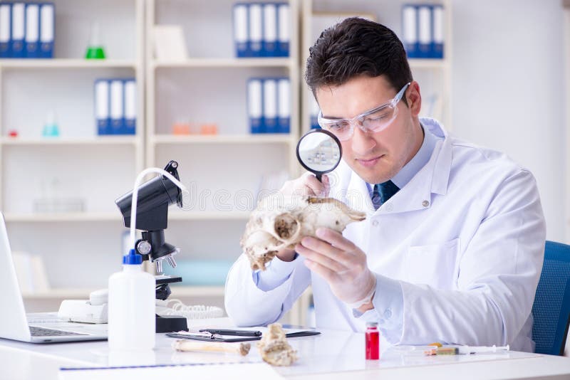 Paleontologist looking at extinct animal bone. Paleontologist looking at extinct animal bone