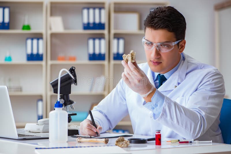 Paleontologist looking at extinct animal bone. Paleontologist looking at extinct animal bone