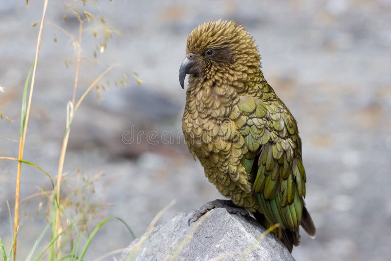 Papagaio de Kea foto de stock. Imagem de jogos, papagaio - 103429574