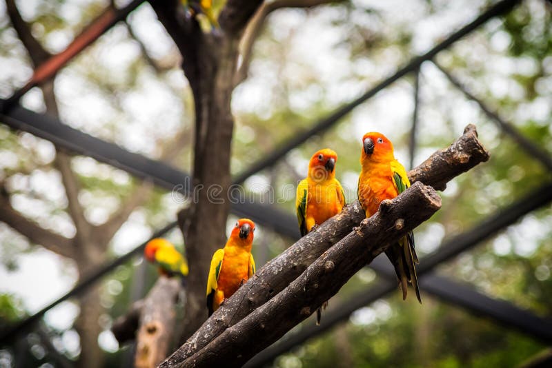 O papagaio de Sun Conure está estando no ramo seco imagem de stock O papagaio de Sun Conure está estando no ramo seco imagem de stock