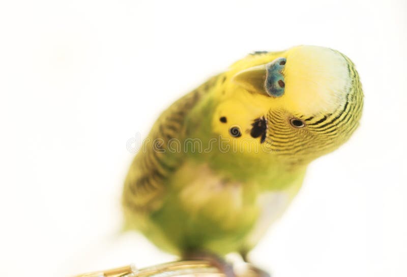 Periquito Australiano Engraçado Papagaio De Budgie Que Senta-se Na Corda E  Nos Jogos Foto de Stock - Imagem de casa, brinquedo: 109204718