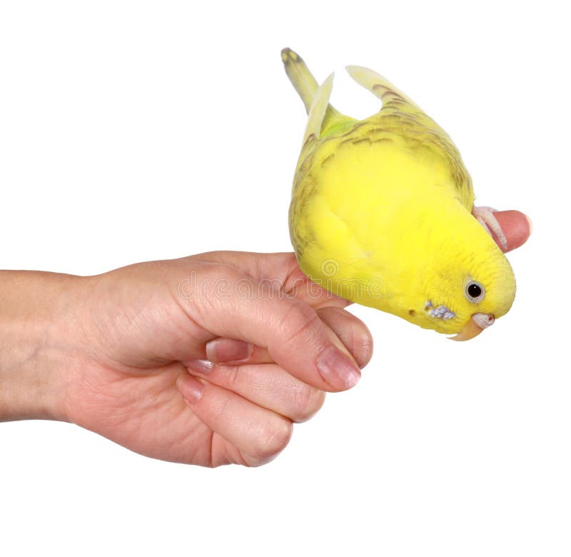 O Parakeet (Budgie) empoleirou-se no dedo