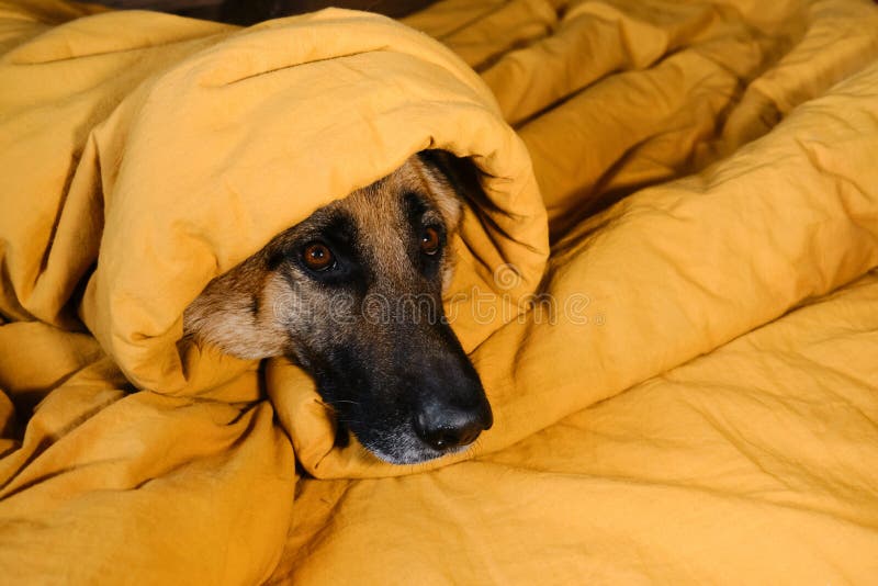 Um cão pastor alemão deitado sobre um cobertor xadrez