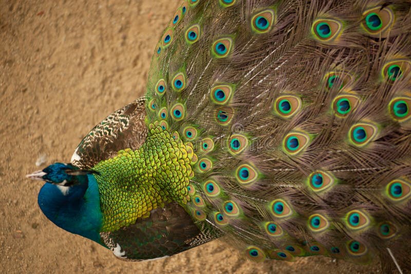 O Pavão Com Suas Penas Abre.