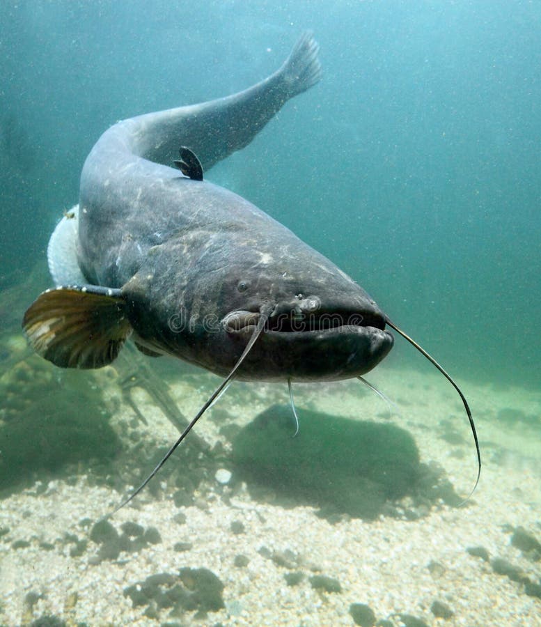 O peixe-gato (Silurus Glanis). fotografia de stock O peixe-gato (Silurus Glanis). fotografia de stock