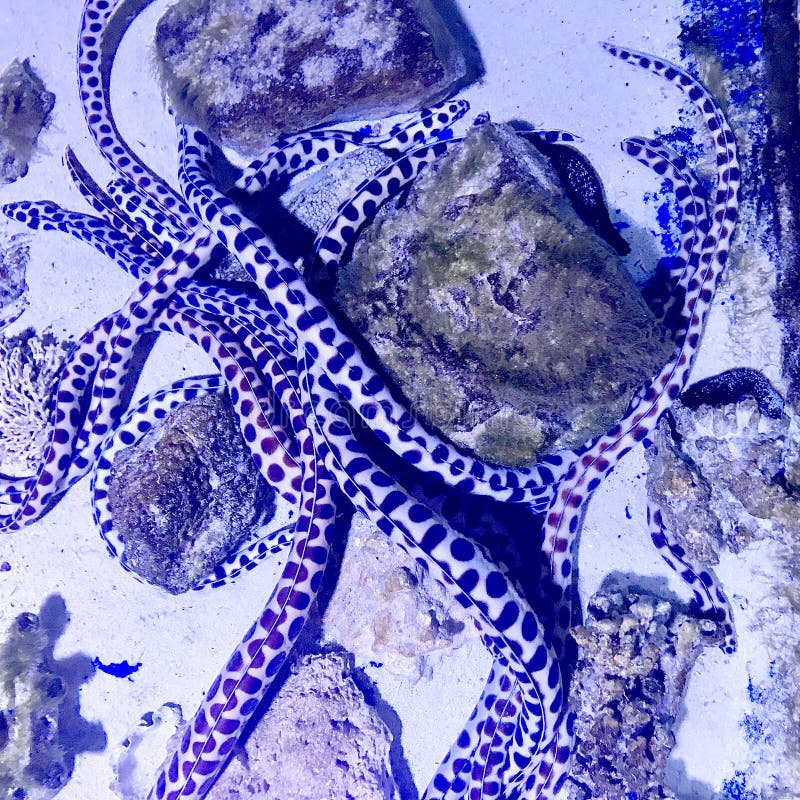 O peixe real bonito nada entre os corais de pedra no aquário transparente de vidro limpo imagens de stock O peixe real bonito nada entre os corais de pedra no aquário transparente de vidro limpo imagens de stock
