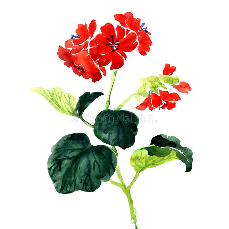 O Pelargonium do gerânio floresce o ramalhete no branco ilustração royalty free O Pelargonium do gerânio floresce o ramalhete no branco ilustração royalty free