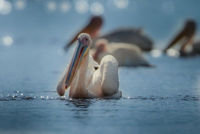 O pelicano branco de Reat, o onocrotalus do Pelecanus, o pelicano branco oriental, o pelicano rosado ou o pelicano branco são um fotos de stock O pelicano branco de Reat, o onocrotalus do Pelecanus, o pelicano branco oriental, o pelicano rosado ou o pelicano branco são um fotos de stock
