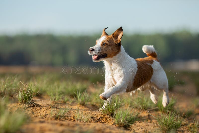O pequeno Jack Russell terrier corre pela água. C?o no lago fotografia de stock O pequeno Jack Russell terrier corre pela água. C?o no lago fotografia de stock
